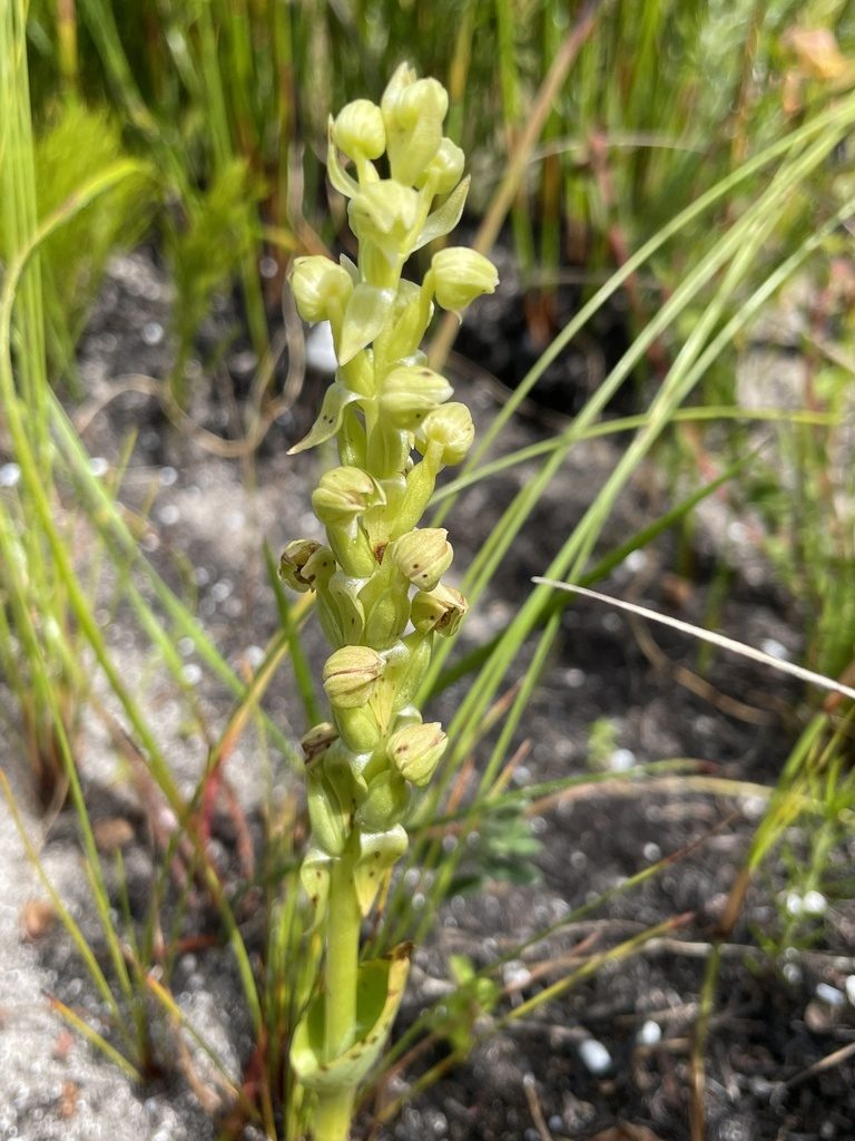 Pterygodium vermiferum, photographed by Sean Privett