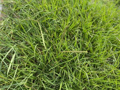 Paspalum notatum, photographed by Jaime González