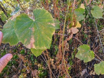Vitis californica, photographed by Justin