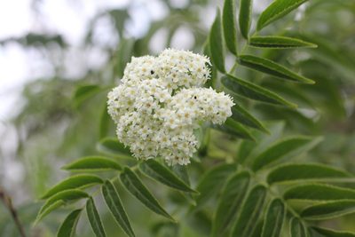 Sambucus australis, photographed by Romi Galeota Lencina
