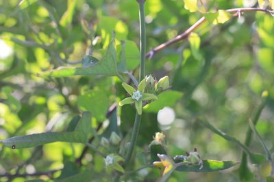 Araujia brachystephana, photographed by Romi Galeota Lencina