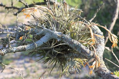 Tillandsia ixioides, photographed by Romi Galeota Lencina