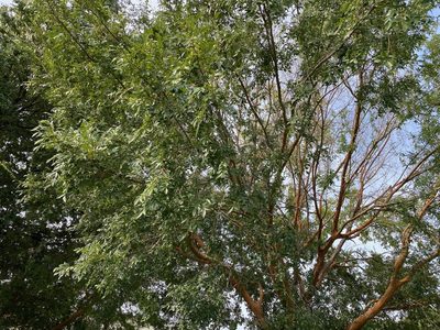 Ulmus parvifolia, photographed by Jaime González