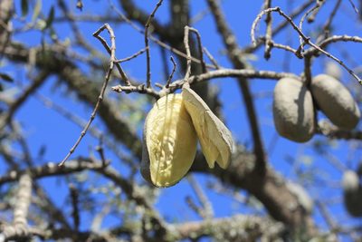 Aspidosperma quebracho-blanco, photographed by Romi Galeota Lencina