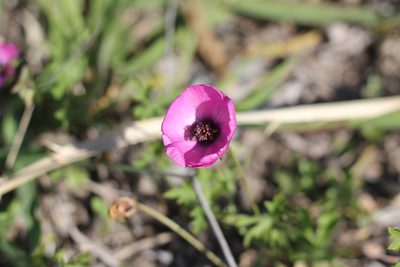 Modiolastrum gilliesii, photographed by Romi Galeota Lencina