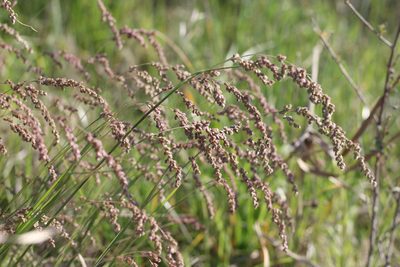 Chascolytrum subaristatum, photographed by Romi Galeota Lencina