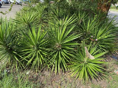 Yucca aloifolia, photographed by Jaime González