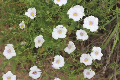 Nierembergia linariifolia, photographed by Romi Galeota Lencina