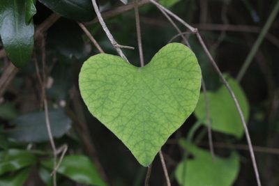 Aristolochia littoralis, photographed by Romi Galeota Lencina