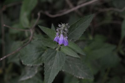 Salvia pallida, photographed by Romi Galeota Lencina