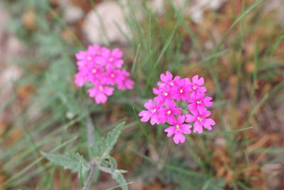 Verbena tweedieana, photographed by Romi Galeota Lencina