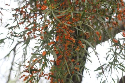 Phoradendron quadrangulare, photographed by Romi Galeota Lencina