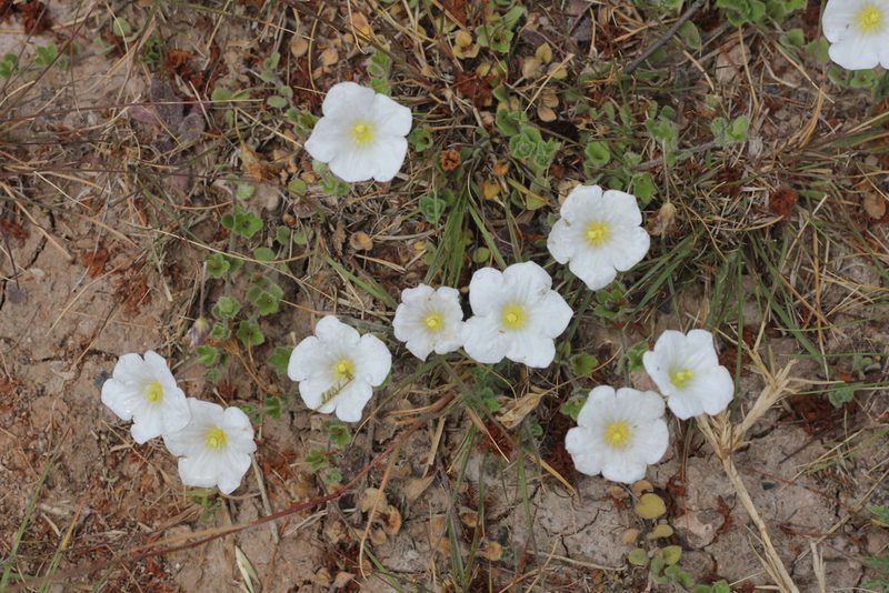 Nierembergia calycina, photographed by Romi Galeota Lencina