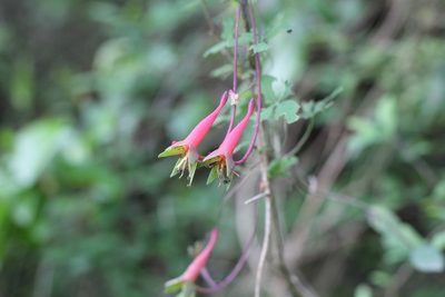 Tropaeolum pentaphyllum, photographed by Romi Galeota Lencina