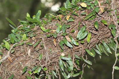 Microgramma squamulosa, photographed by Romi Galeota Lencina