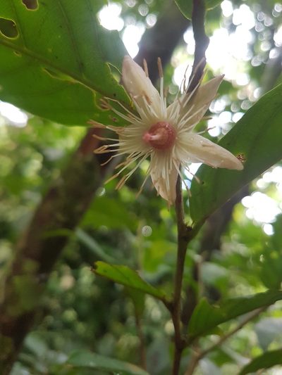 Ryania speciosa, photographed by Círculo de Investigación en Taxonomía, Florística y Ecología Vegetal