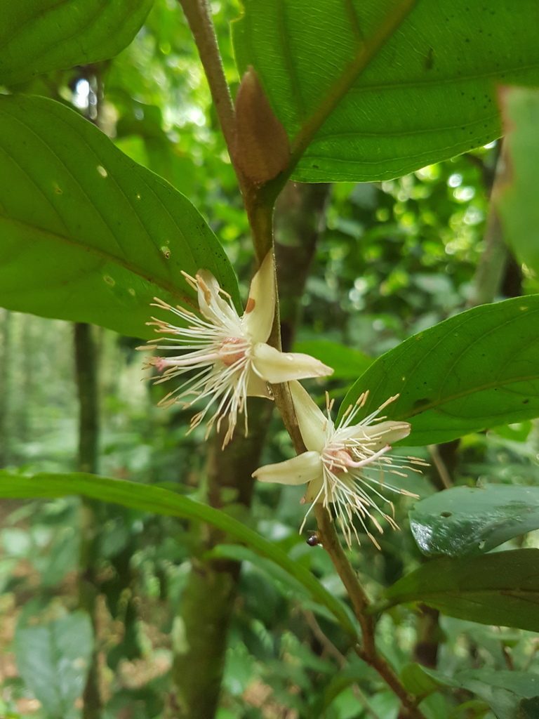 Ryania speciosa, photographed by Círculo de Investigación en Taxonomía, Florística y Ecología Vegetal