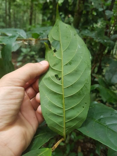 Ryania speciosa, photographed by Círculo de Investigación en Taxonomía, Florística y Ecología Vegetal