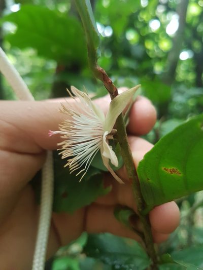 Ryania speciosa, photographed by Círculo de Investigación en Taxonomía, Florística y Ecología Vegetal
