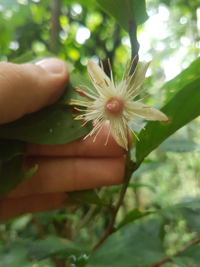 Ryania speciosa, photographed by Círculo de Investigación en Taxonomía, Florística y Ecología Vegetal