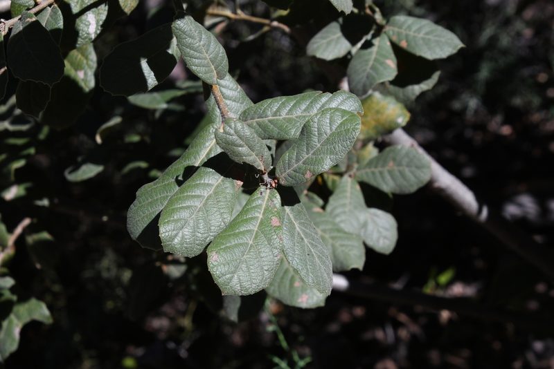 Quercus rugosa, photographed by Mike Ostrowski