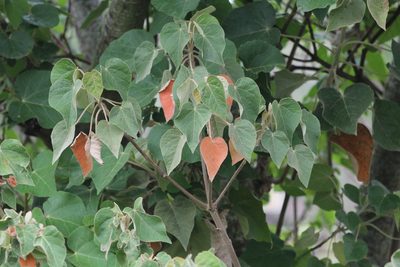 Croton urucurana, photographed by Romi Galeota Lencina