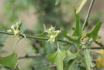 Araujia brachystephana, photographed by Romi Galeota Lencina