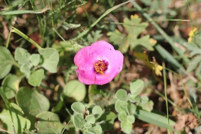 Modiolastrum gilliesii, photographed by Romi Galeota Lencina