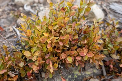Vaccinium scoparium, photographed by Bob Walker