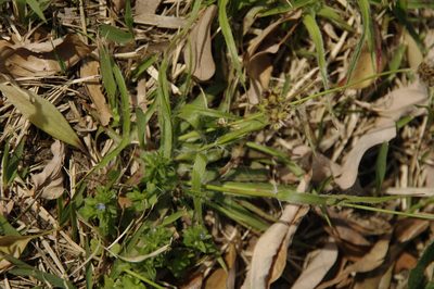 Luzula capitata, photographed by Eric Knight