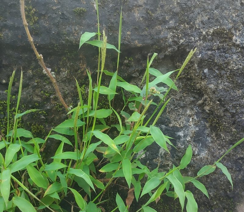 Arthraxon lancifolius, photographed by S.MORE