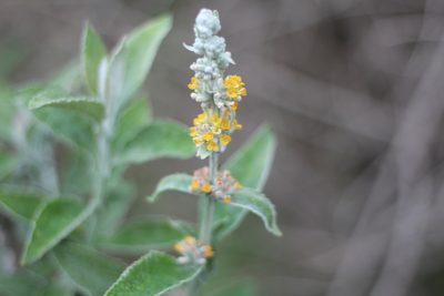 Buddleja stachyoides, photographed by Romi Galeota Lencina