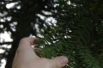 Torreya nucifera, photographed by Eric Knight