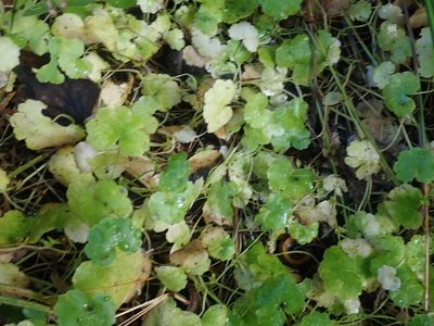 Hydrocotyle americana, photographed by Lynn Harper