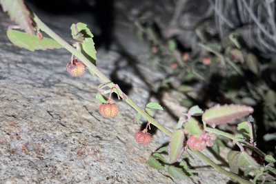 Ayenia compacta, photographed by Madeleine Claire