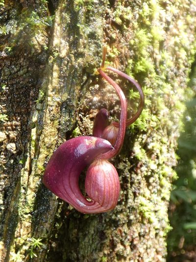 Aristolochia leuconeura, photographed by Kai Squires