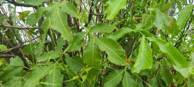 Melicoccus bijugatus, photographed by ritirene