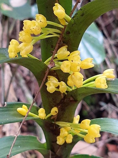 Maxillaria aurea, photographed by Ángela María Gómez M