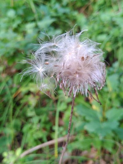 Cirsium pannonicum, photographed by Yves Bas
