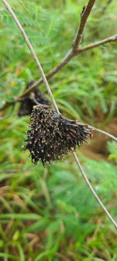 Ibatia maritima, photographed by ritirene