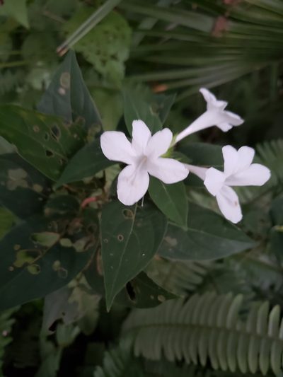 Barleria cristata, photographed by Robert Guralnick