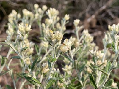 Pseudognaphalium obtusifolium, photographed by Reid Hardin