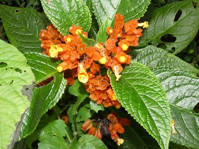 Chrysothemis pulchella, photographed by Kai Squires