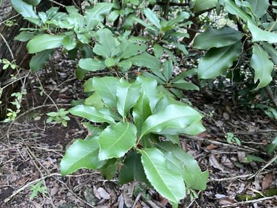 Photinia serratifolia, photographed by Reid Hardin