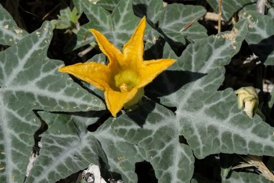 Cucurbita palmata, photographed by Madeleine Claire