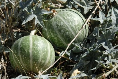 Cucurbita palmata, photographed by Madeleine Claire