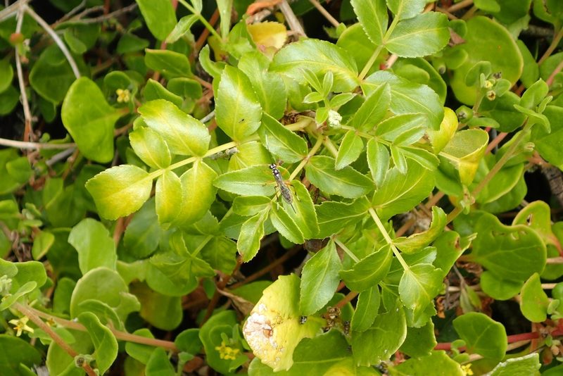 Scandia rosifolia, photographed by Oscar Dove