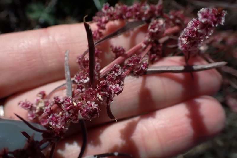 Amaranthus fimbriatus, photographed by Madeleine Claire