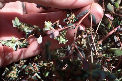 Euphorbia serpillifolia, photographed by Madeleine Claire