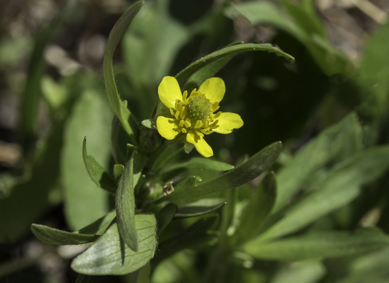 Ranunculus inamoenus, photographed by Craig Martin